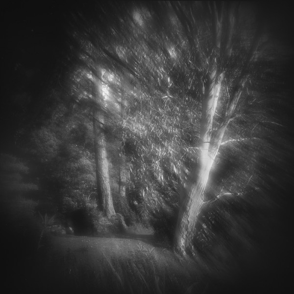 L'EUCALYPTUS - Jardin FAVIER- CHERBOURG EN COTENTIN - Manche - France - 1986 - Hasselblad 6x6 argentique Photographie N° ATMOBOTFAVIER 01