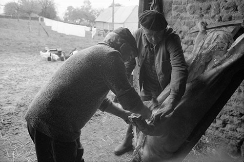 La journée du Cochon