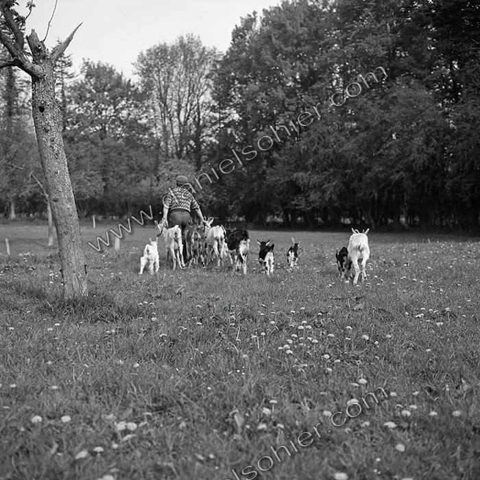 Les chèvres