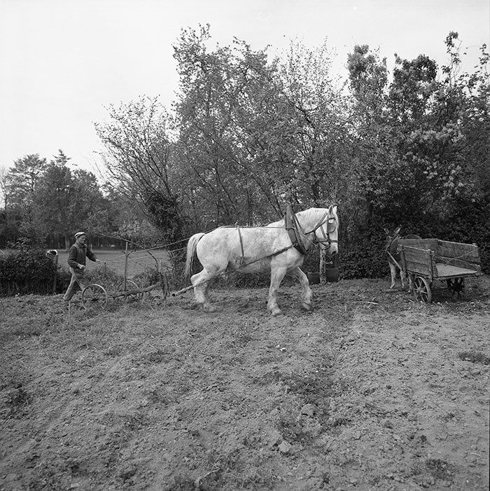 Le champ derrière la ferme